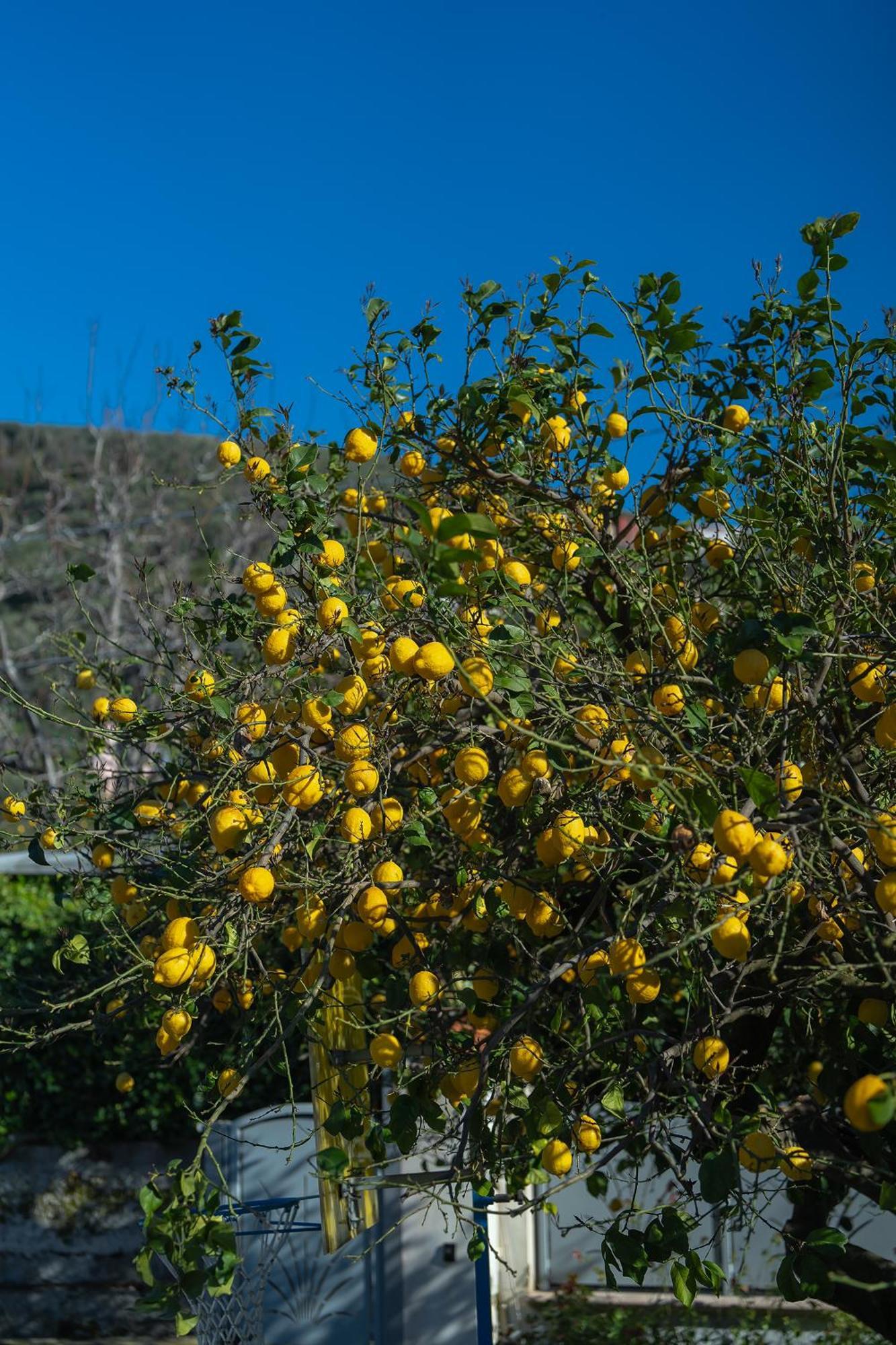 Fiore Vico Equense